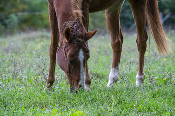 Canvas Print - Graceful brown horse grazing on the pasture in daylight