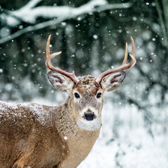 White-tailed Deer Buck, Odocoileus virginianus, in winter snowfall, Birds Hill Provincial Park, Manitoba, Canada