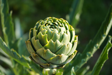 green artichoke plants with ripe flower heads ready to new harvest