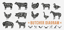 Butcher Diagrams Of Meat Cuts. Horse, Goat, Lamb, Pork, Duck, Chicken, Turkey, Goose Meat Cuts. Cuts Of Meat Set For Butchery, Bbq. Meat Cleaver, Chef Knife, Fork Icons. Vector Illustration