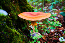 Orange Mushroom With Expanded Cap With Tree On The Side And Selective Focus In Woods Of Mexiquillo Durango 