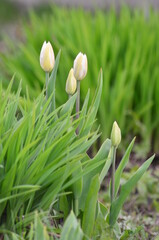  spring crocus flowers