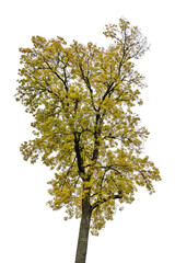 Sticker - tree with yellow summer leaves