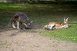 leżący kangur rudy w warszawskim zoo