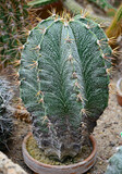 Fototapeta  - kolczasty kaktus (astrophytum ornatum), cactus in a pot