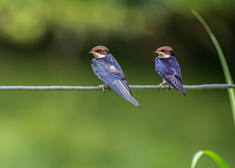 Sticker - Wire Tail Swallow Juvenile looking in same direction for its parents