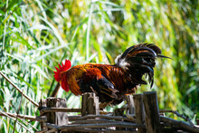 Closeup Shot Of A Rooster On A Wooden Fence