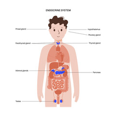 Canvas Print - Human endocrine system