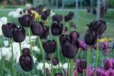 Fototapeta Tulipany - czarne tulipany