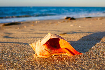 Wall Mural - Orange Conch Shell on the Beach at Cape Cod, Massachusetts