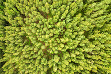 Aerial View Of Green Pine Forest With Canopies Of Spruce Trees In Summer Mountains