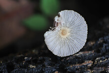 Close-up Shot Of A Pleated Inkcap On A Tree Trunk