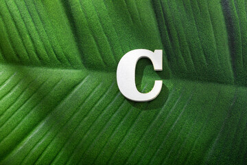 Uppercase letter C over forest tropical leaf