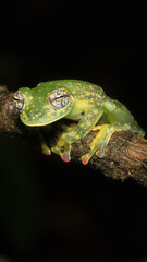 Poster - Vertical macro shot of a glass frog (Cochranella Euknemos) from Costa Rica, on a black background