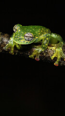 Sticker - Vertical macro shot of a glass frog (Cochranella Euknemos) from Costa Rica, on a black background