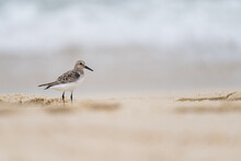 Small Seagull On Beach Sand