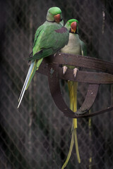 Low angle shot of a cute and colorful Indian Ringneck Parakeet inside the cage in New Delhi in India