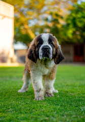 Sticker - Vertical closeup shot of an adorable saint bernard dog on a field