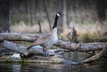 The Canada Goose (Branta Canadensis) On The Lake Shore