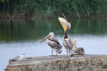 Closeup Of Two Pelicans And A Gull On A Rock At A Lake