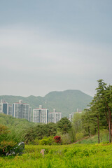 Canvas Print - Chomakgol Eco Park green forest and apartment buildings in Gunpo, Korea