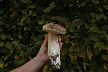 Canvas Print - Hand with a huge boletus with a green background.