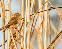 Little Sparrow Sitting On Dry Reeds.