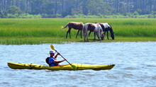 Returning The Wild Herd To Assateague Island During The Annual Chincoteague Island Roundup.