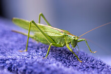 Closeup Of A Green Grasshopper On A Purple Surface