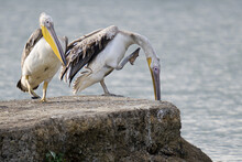 Closeup Of Two Pelicans On A Rock At A Lake