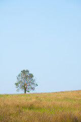 Wall Mural - Tree growth in grass land and copy space