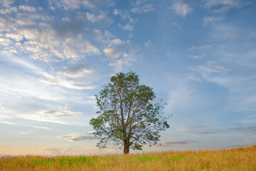 Wall Mural - tree growth in grass land and copy space