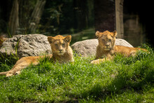 Female Lions Lying On The Grass