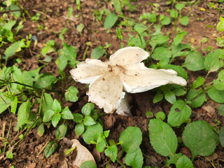 Sticker - Selective focus shot of mushroom on the ground