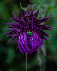 Close-up shot of a purple, thorny flower and a blue insect on it isolated on a blurred background