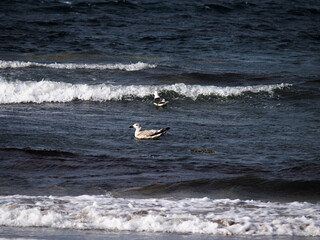 Poster - Seagull swimming in the sea