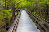 Fototapeta Do pokoju - Boardwalk Trail Through Bald Cypress Forest, Six Mile Cypress Slough Preserve, Fort Myers, Florida, USA