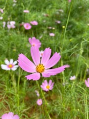 background, beautiful, blooming, blossom, blossoming, blossoms, botanical, candy stripe, closeup, co