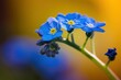 Niezapominajki - wiosenne niebieskie kwiaty w skali makro
