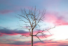 Single Lonely Tree At Sunrise