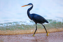 Black-headed Heron Wading Through The Sea Water At The Beach.