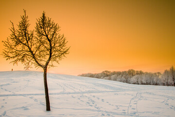 Poster - Scenic view of a tree in winter during sunset with warm colors at Klaipeda, Lithuania