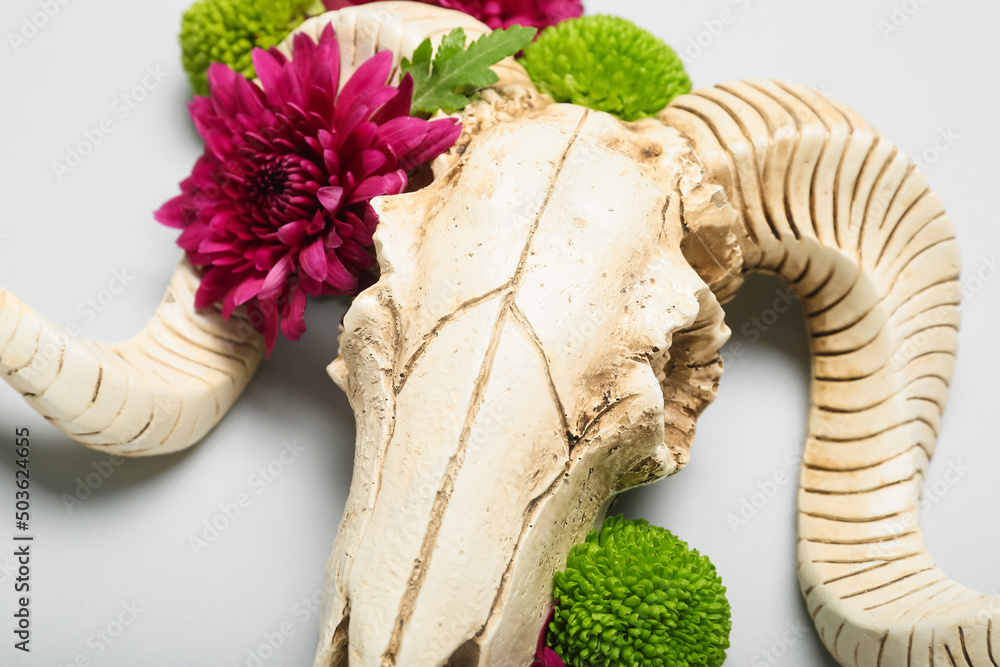 Skull of sheep with flowers on grey background, closeup