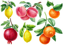 Watercolor Fruit. Branch Of Orange, Pomegranate, Peach And Lemon On An Isolated White Background, Botanical Illustration