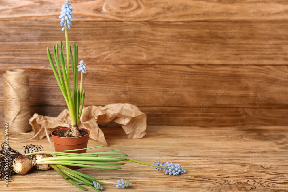 Blooming grape hyacinth plants (Muscari) on wooden background