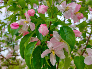 Poster - Blooming apple tree.