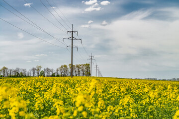 Wall Mural - Blooming canola field and power lines.