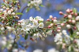 Fototapeta  - cherry tree blossom