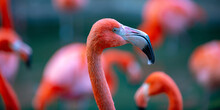 A Group Of Flamingoes. Pink Flamingos Against Green Background. Phoenicopterus Roseus, Flamingo Family.