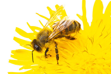 insects of europe - bees: macro of european honey bee ( apis mellifera) isolated on white background